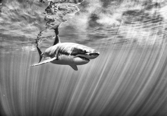 A nagyszerű fehér cápa -  Guadalupe (Mexikó). Fotó: Anuar Patjane