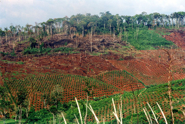 Erdőírtás Vietnamban, hogy új kávéültetvényeket tudjanak telepíteni./Fotó: WWF - Elizabeth Kemf