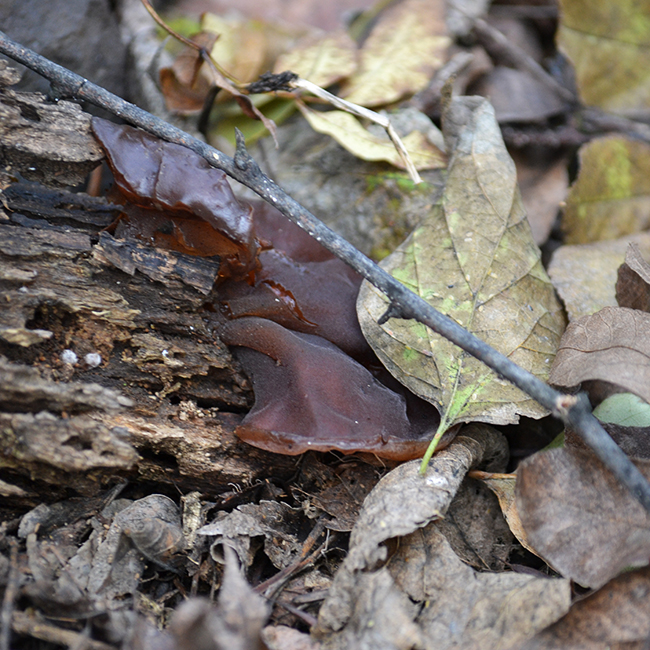 Elhalt, lomos fákon tanyázik a Júdásfülgomba (Auricularia auricula-judae) gomba és egész éveben találkozni vele. Bodza bokrok környékén érdemes alaposan körülnézni, mert igen kedveli. (Fotó: Myreille)