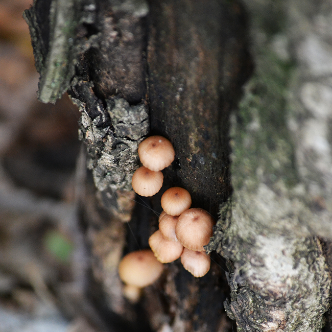Megenni nem lehet ezeket a gombákat, de szépek. (Fotó: Myreille)