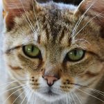 Micu és a nyár: A tékozló macska hazatér