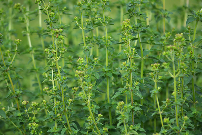 Oregano a kertemben (Fotó: Myreille)