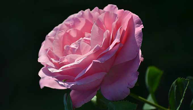 3 évvel ezelőtt kaptam egy ilyen gyönyörű rózsát és most a kertemben nyílik. (Fotó: Myreille)