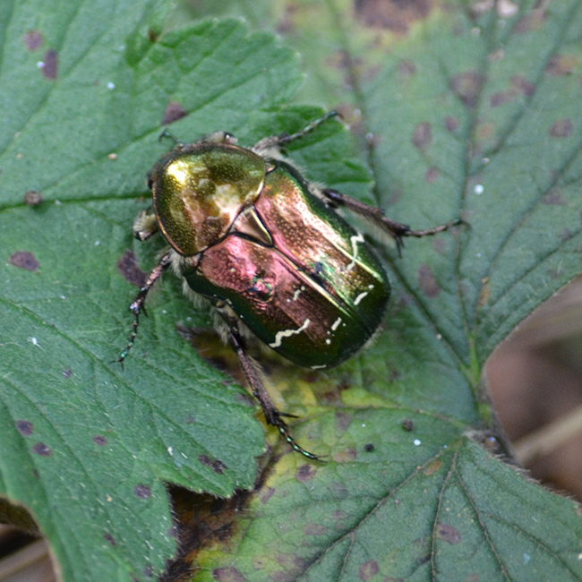 ... aranyban és rózsaaranyban játszó bogarakkal. (Fotó: Myreille)