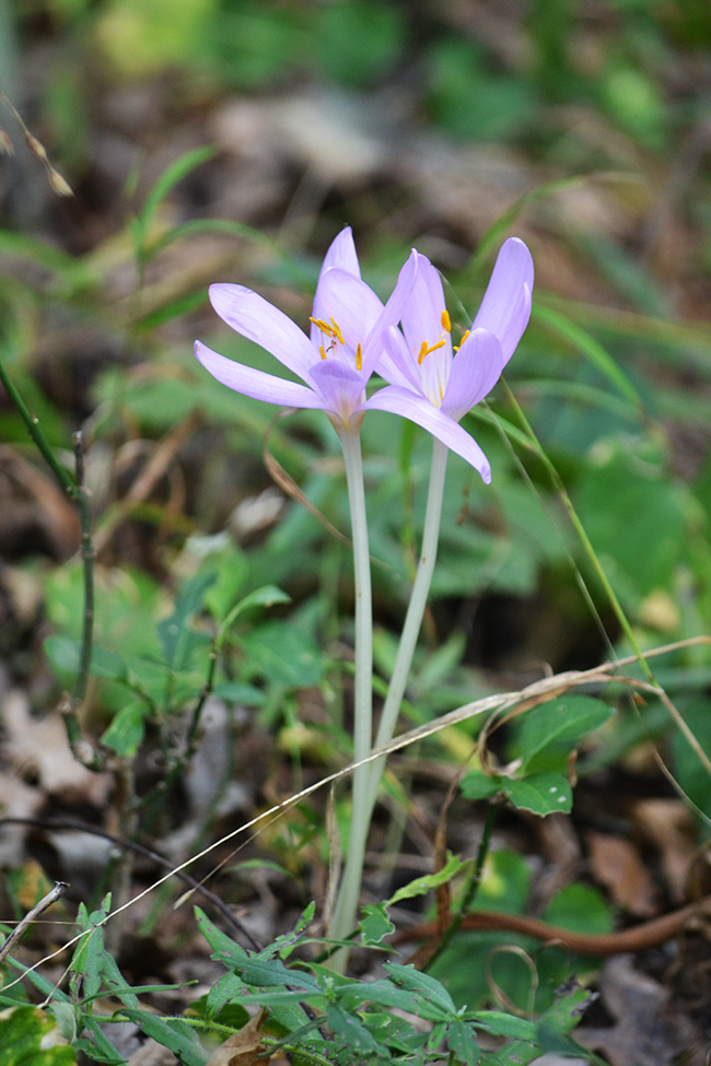 Túránk során újra és újra felbukkant néhány őszi kikerics (Colchicum autumnale). (Fotó: Myreille)