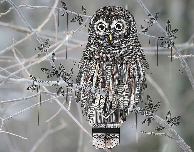 owl