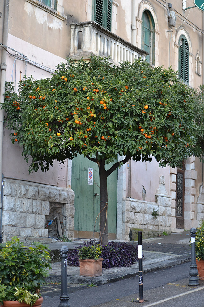 Narancsfák naranccsal - Taormina/Fotó: Myreille