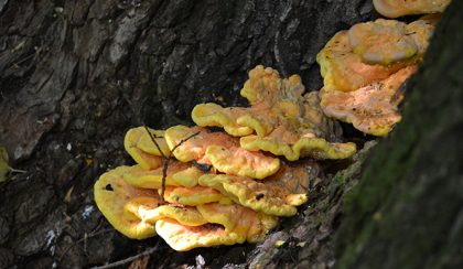 Tavaszi gombakaland: sárga gévagomba (meg a többiek)