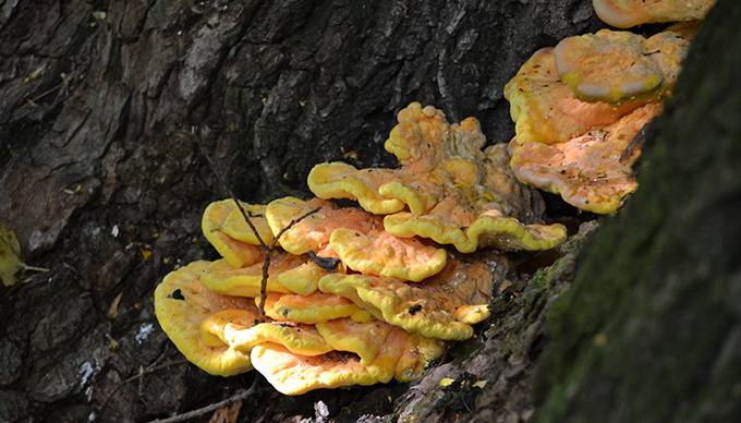 Sárga gévagomba (Laetiporus sulphureus)/Fotó: Myreille