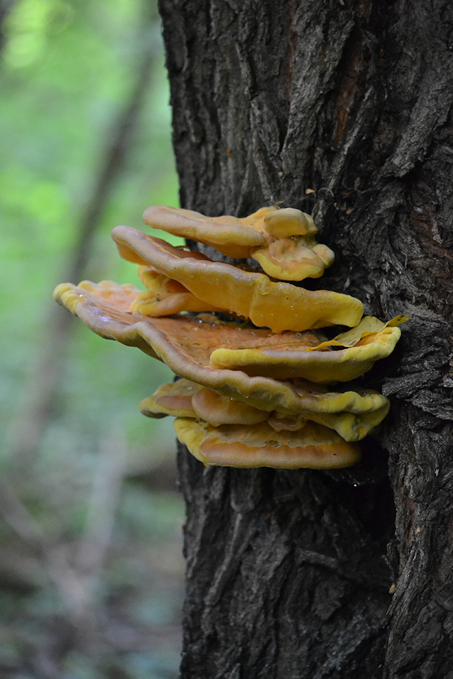 Sárga gévagomba (Laetiporus sulphureus)/Fotó: Myreille