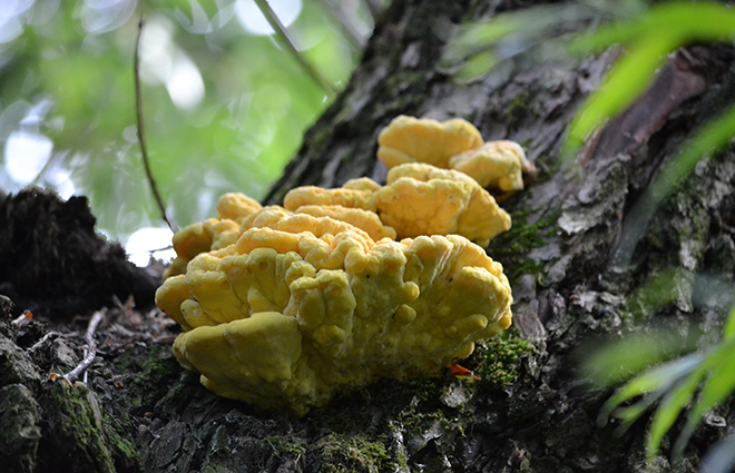 Sárga gévagomba (Laetiporus sulphureus)/Fotó: Myreille