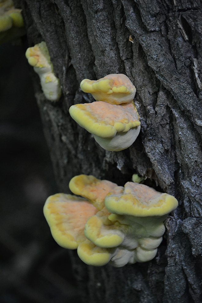 Sárga gévagomba (Laetiporus sulphureus)/Fotó: Myreille