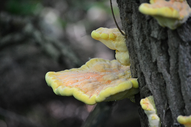 Sárga gévagomba (Laetiporus sulphureus)/Fotó: Myreille