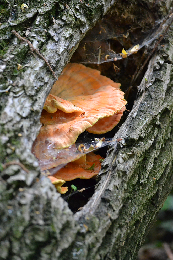 Sárga gévagomba (Laetiporus sulphureus)/Fotó: Myreille