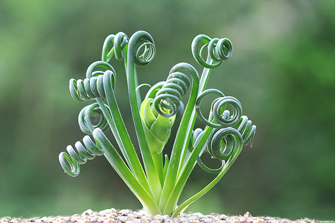 Albuca spiralis/fotó: turn-it-tropical.co.uk