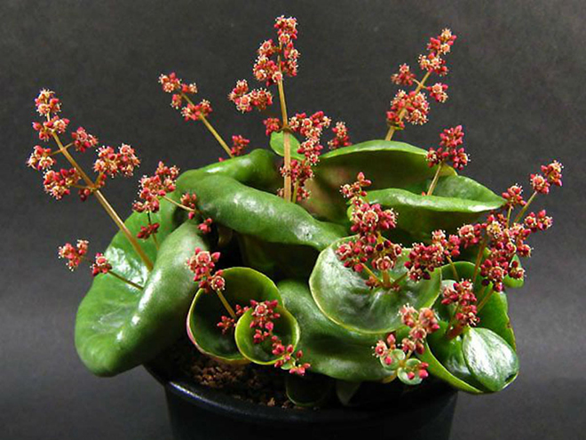 Crassula umbella/Fotó: worldofsucculents.com