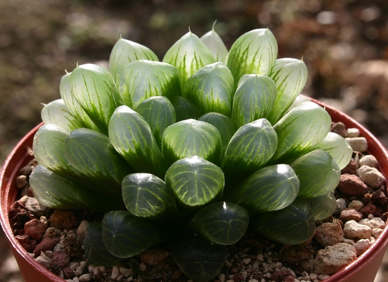 Haworthia cooperi/Fotó: cactus-art.biz