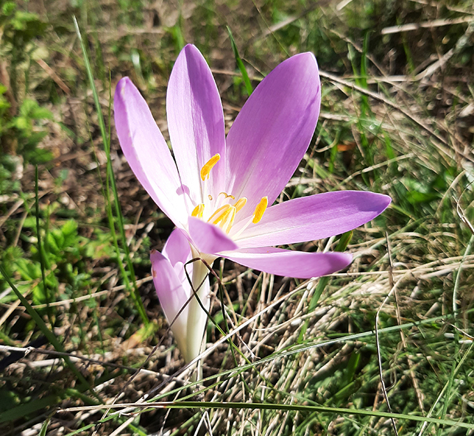 Őszi kikerics/Fotó: Myreille, 2019