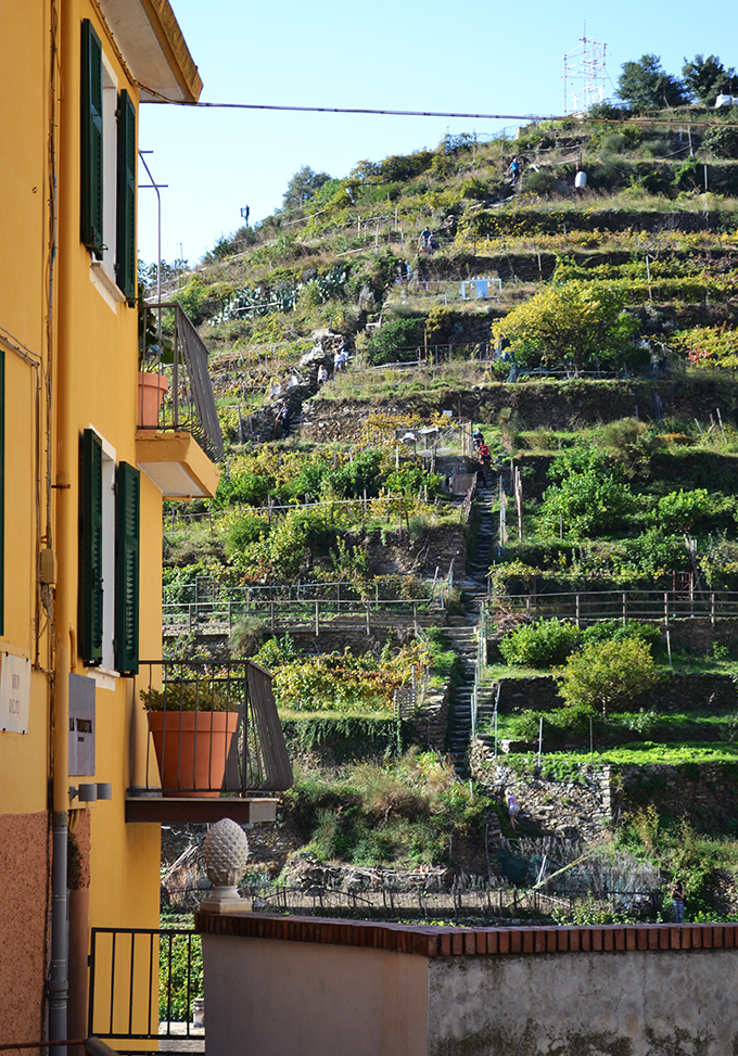 Cinque Terre: Manarola