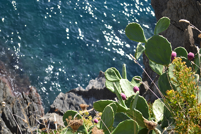 Cinque Terre: Manarola