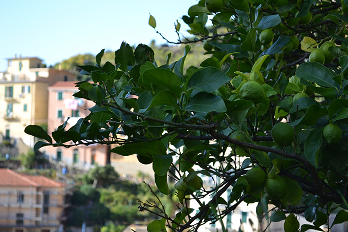 Cinque Terre: Riomaggiore/Fotó: Myreille, 2019