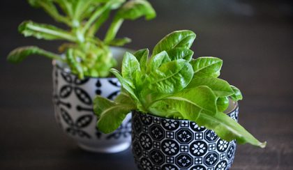 5 minute crafts vs. a salátaszív-kertész bánatos naplója