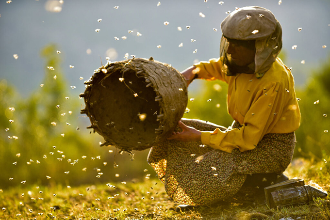 Honeyland Honeyland