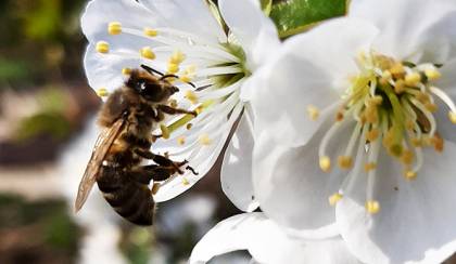 6 tanulságos videó, a méhek csodálatos világáról