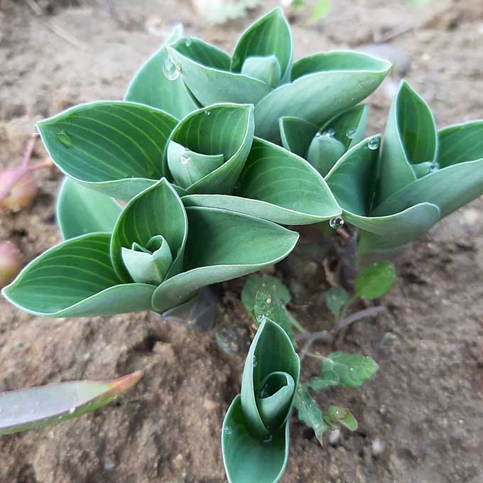 Hosta 'Blue Mouse Ears'/Fotó: Myreille