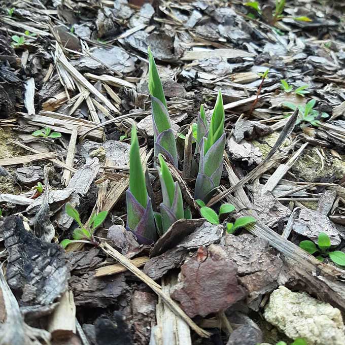 Hosta "rügyek" tavasszal/Fotó: Myreille