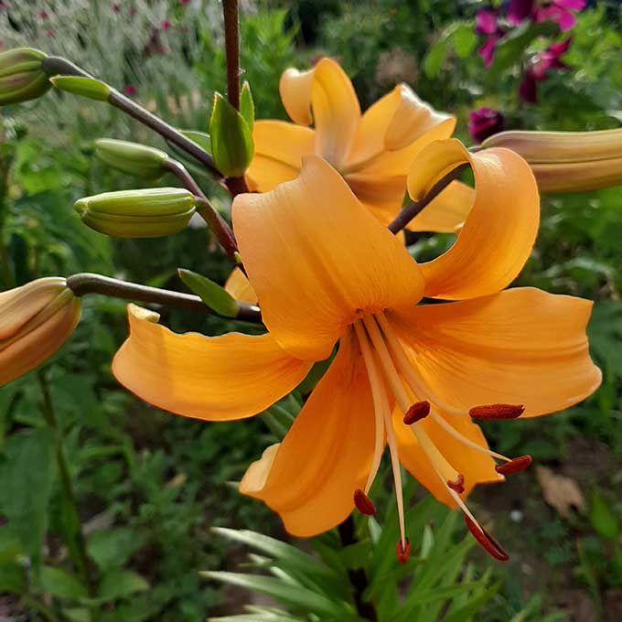 Ázsiai Liliom (Lilium Asiatic hibrid)/Fotó: Myreille