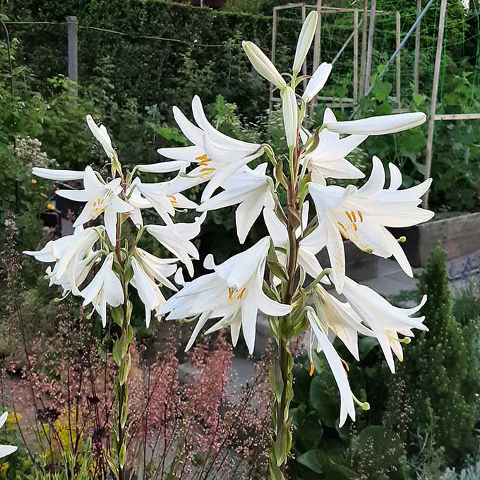 Fehér Liliom (Lilium candidum)/Fotó:Myreille