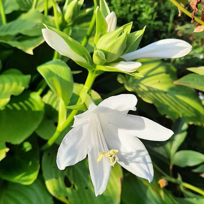 Árnyililiom (Hosta) nyáron/Fotó: Myreille