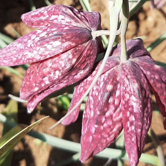 Kockásliliom (Fritillaria meleagris)/Fotó: Myreille