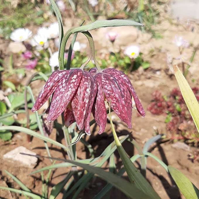 Kockásliliom (Fritillaria meleagris)/Fotó: Myreille