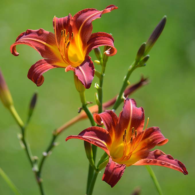 Sásliliom (Hemerocallis)/Fotó: Myreille