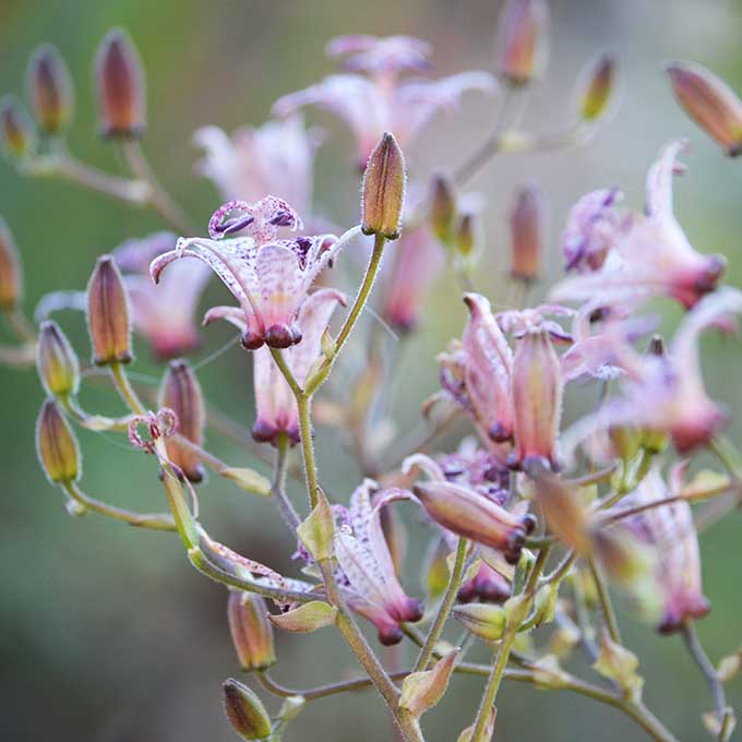 Borzas púpliliom (Tricyrtis hirta)/Fotó: Myreille