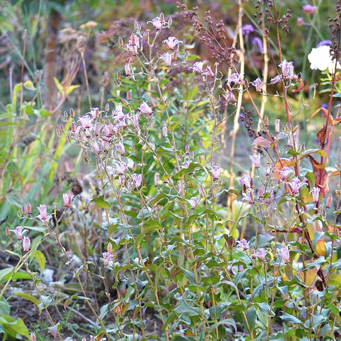 Borzas púpliliom (Tricyrtis hirta)/Fotó: Myreille