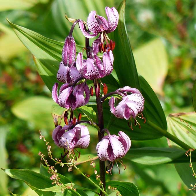 Turbánliliom (Lilium martagon)