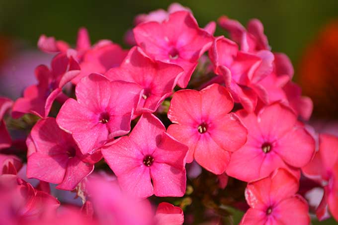 Bugás Lángvirág (Phlox paniculata)/Fotó: Myreille