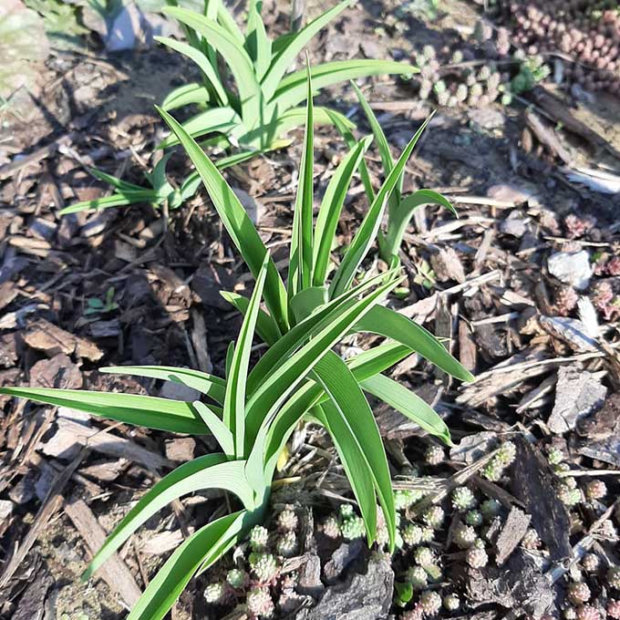 Sásliliom (Hemerocallis)