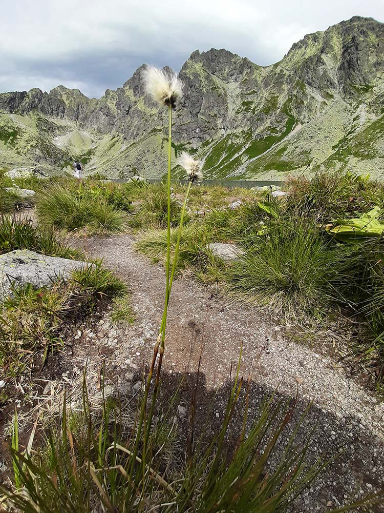 Nyövények a Veľké Hincovo pleso-nál (Nagy Hincó-tónál) augusztusban