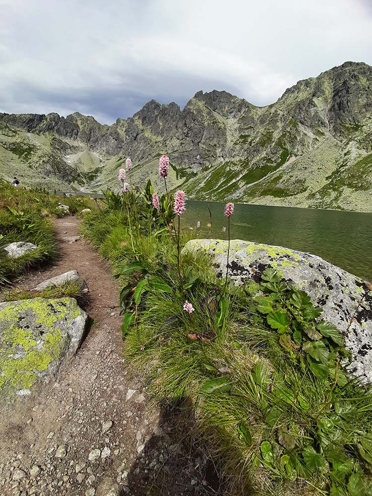 Virágok a Veľké Hincovo pleso-nál (Nagy Hincó-tónál) augusztusban