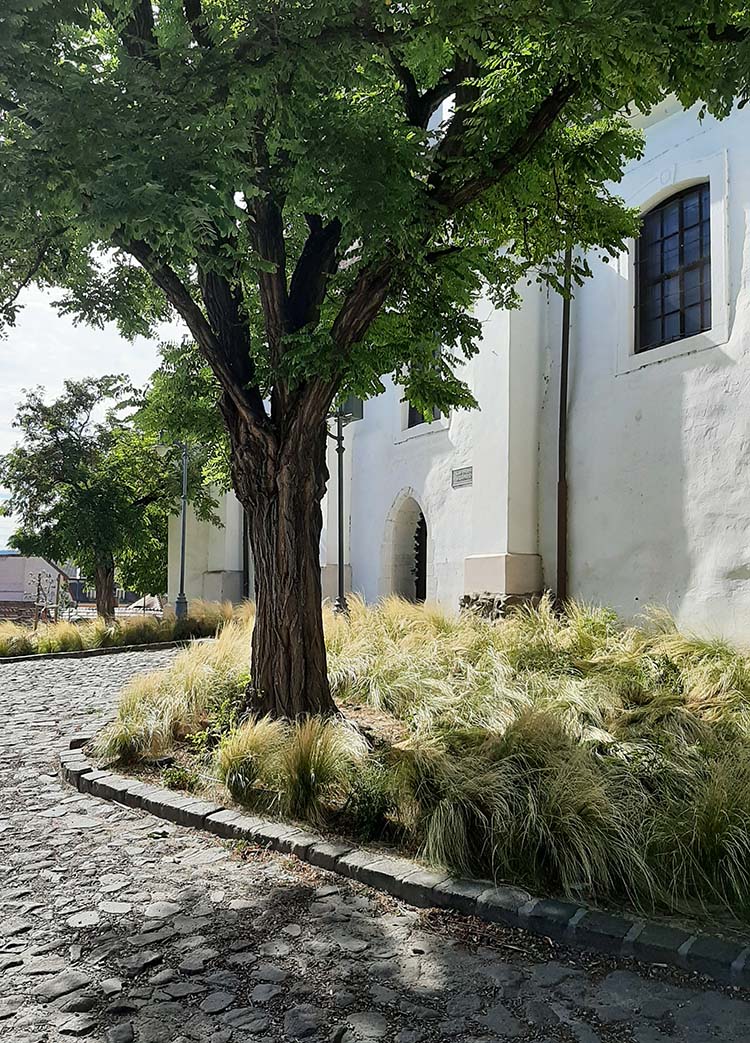 Szentendre és a mexikói árvalányhaj