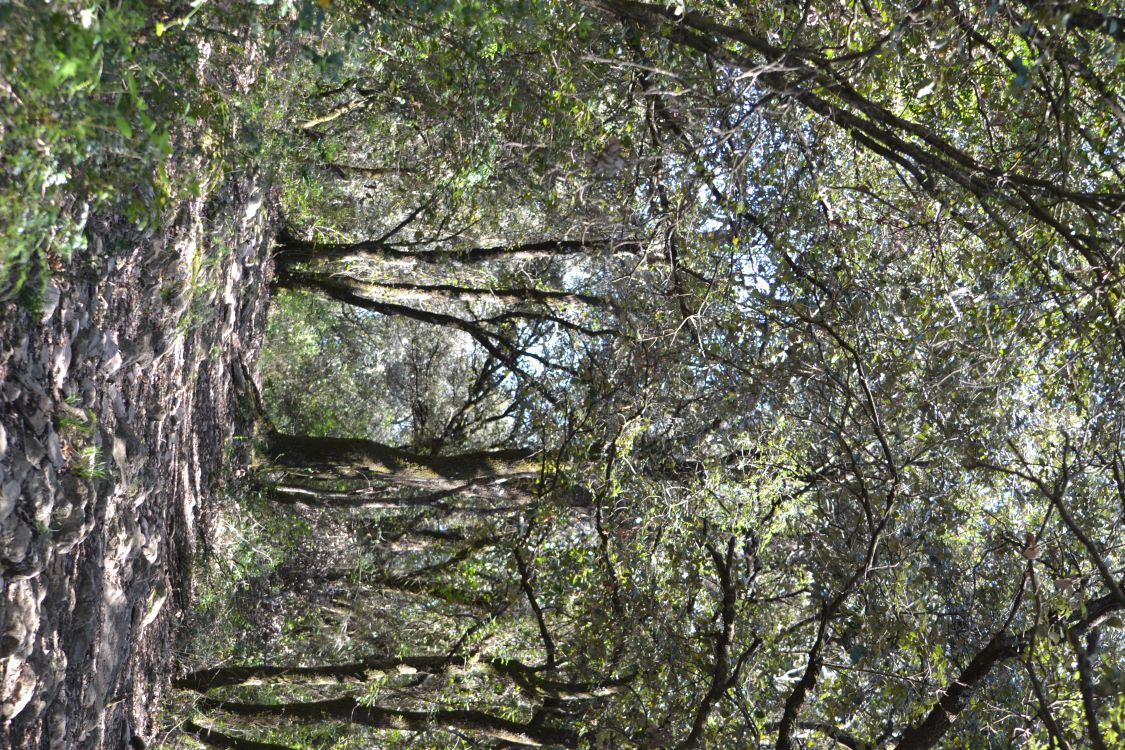 Pont de Llierca Pont de Llierca