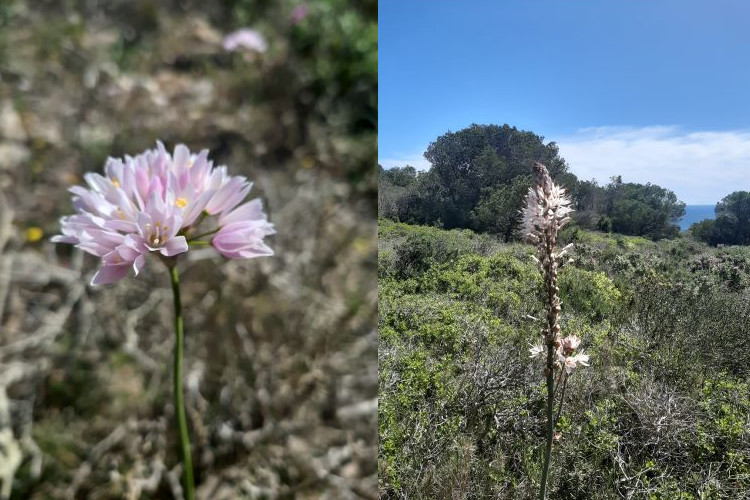 L'Estartit – Fotó: Myreille L'Estartit – Fotó: Myreille